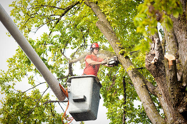 Best Tree Care Services  in Brilliant, AL